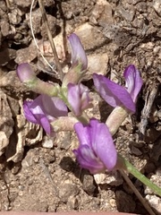Astragalus nothoxys