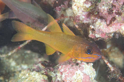 Yellowlined cardinalfish (Ostorhinchus chrysotaenia) — Apogonidae — 4