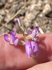 Astragalus nothoxys