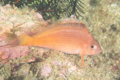 Cyprinocirrhites polyactis