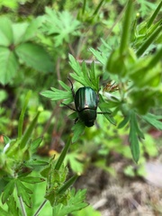 Anomala octiescostata