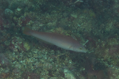 Pseudojuloides splendens