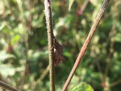 Acanthocoris sordidus