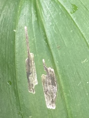 Synchysa tricincta
