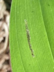 Synchysa tricincta