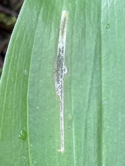 Synchysa tricincta