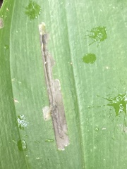 Synchysa tricincta