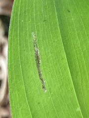 Synchysa tricincta