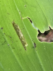Synchysa tricincta