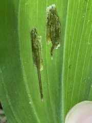 Synchysa tricincta