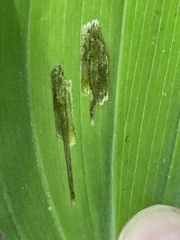 Synchysa tricincta