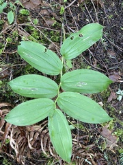 Synchysa tricincta