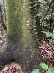 Gallesia integrifolia