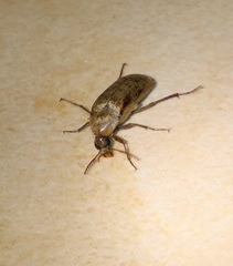 Trigonodera