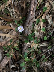 Brachyscome salkiniae