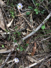 Brachyscome salkiniae