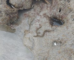 Myriogloea major