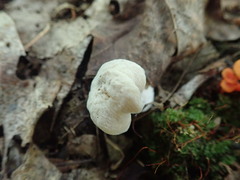 Hypomyces porphyreus