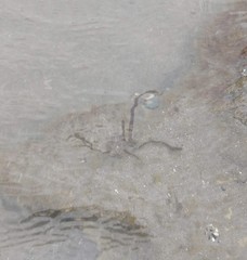 Myriogloea major