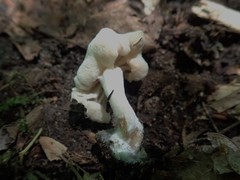 Hypomyces porphyreus