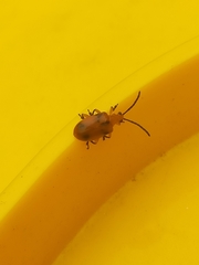 Stethopachys formosa