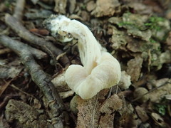 Hypomyces porphyreus