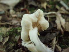 Hypomyces porphyreus