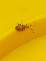 Stethopachys formosa