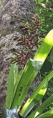Guzmania scherzeriana
