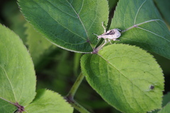 Dermatoxenus caesicollis