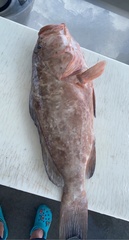 Epinephelus morio