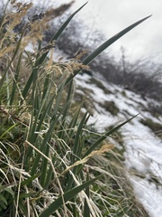Iris missouriensis