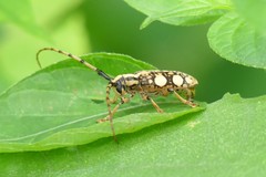 Cremnosterna carissima