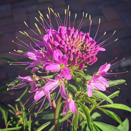 Rocky Mountain beeplant (Cleome serrulata)