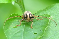 Cremnosterna carissima