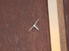 Stangeia xerodes