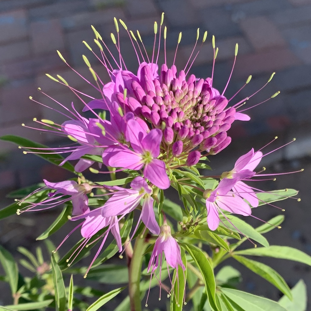 Spider Flower Family