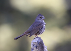 Passerella iliaca stephensi