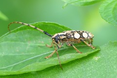 Cremnosterna carissima