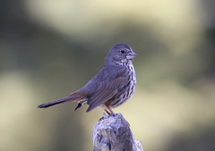 Passerella iliaca stephensi