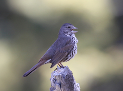 Passerella iliaca stephensi