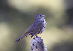 Passerella iliaca stephensi