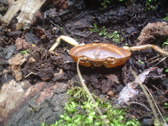 Pseudothelphusa dugesi