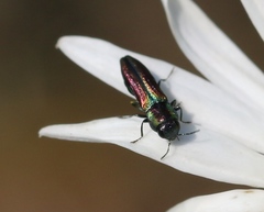 Agrilaxia