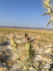 Cirsium mohavense