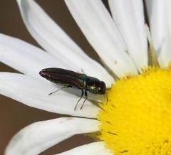 Agrilaxia