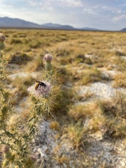 Cirsium mohavense