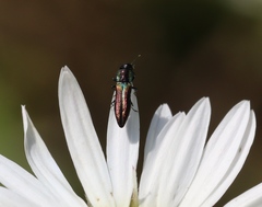 Agrilaxia
