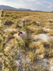 Cirsium mohavense