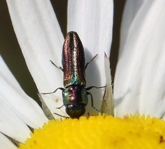 Agrilaxia